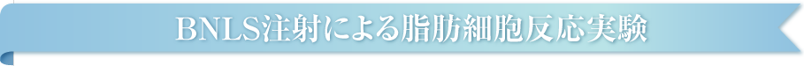 BNLS注射による脂肪細胞反応実験